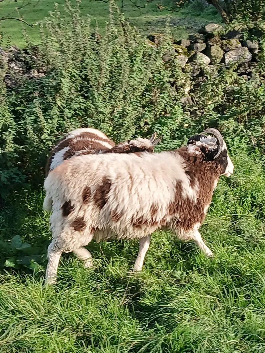 Jacob Sheep - Image 2