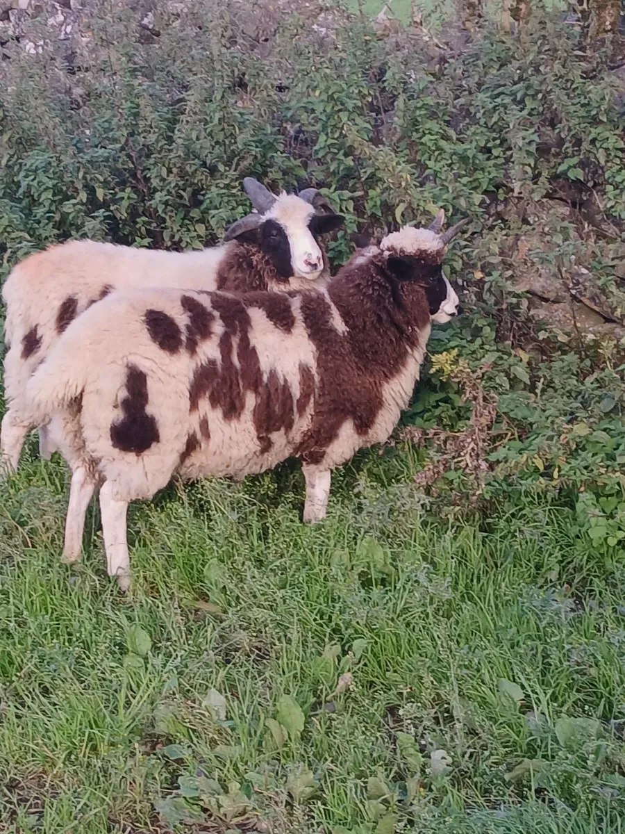 Jacob Sheep - Image 3