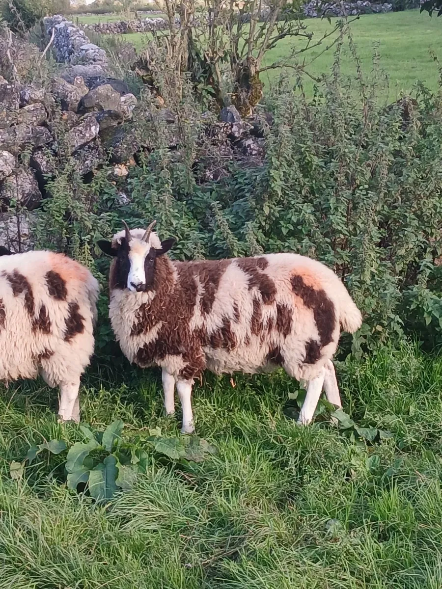 Jacob Sheep - Image 4
