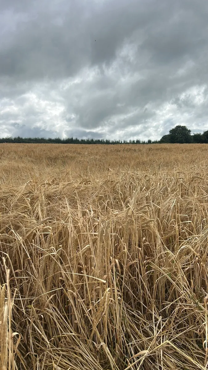 Barley Straw - Image 2