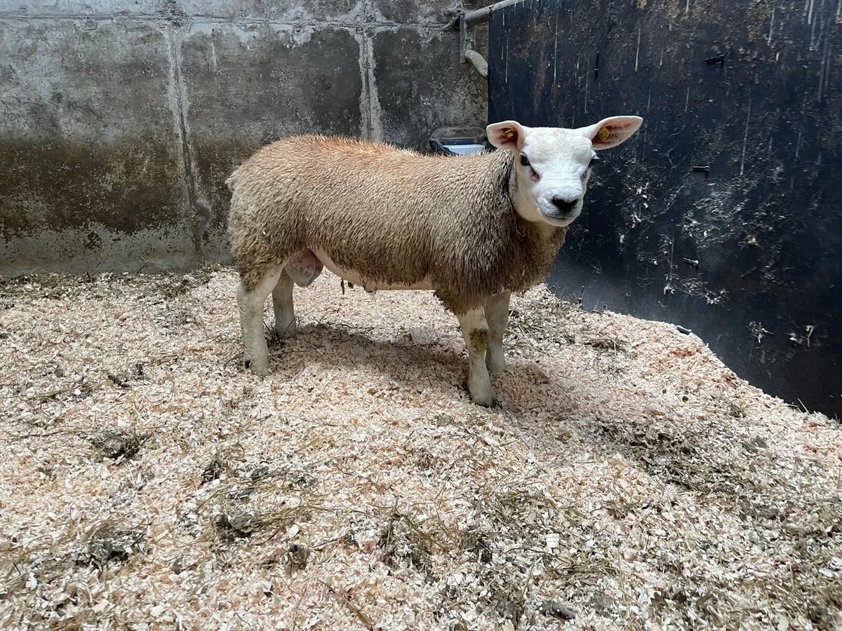 ⭐️SIS PEDIGREE REGISTERED TEXEL RAM LAMB ⭐️ - Image 2