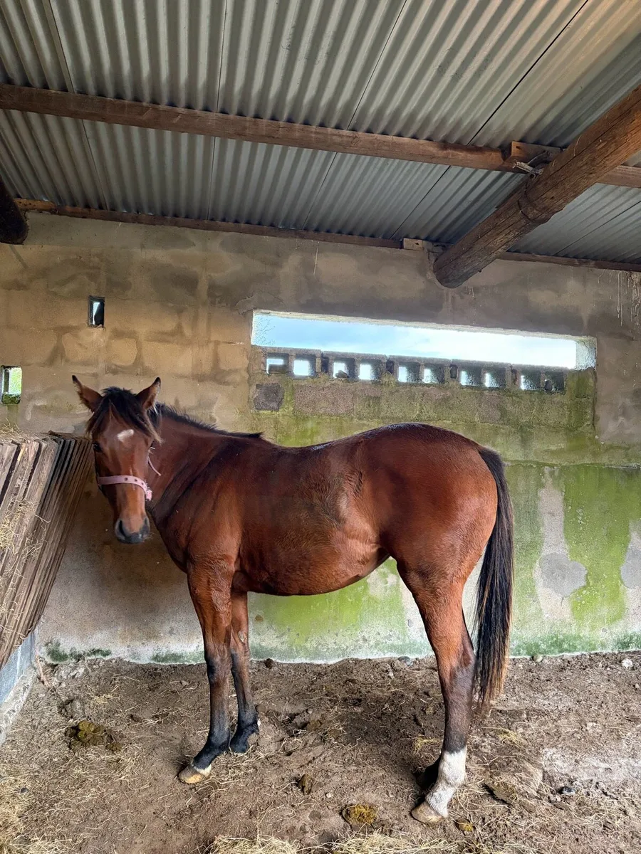 Thoroughbred Yearling - Image 3