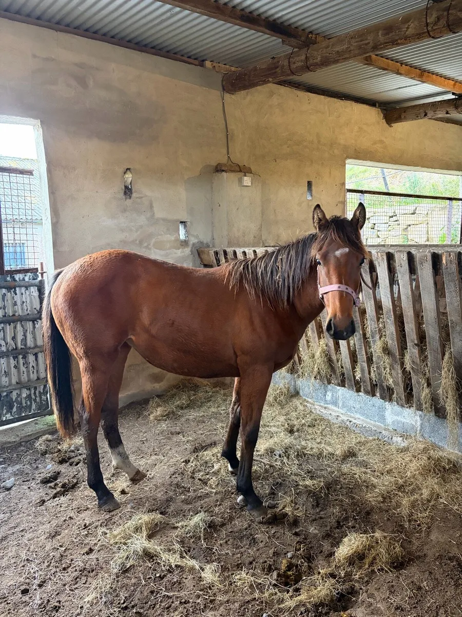 Thoroughbred Yearling - Image 1
