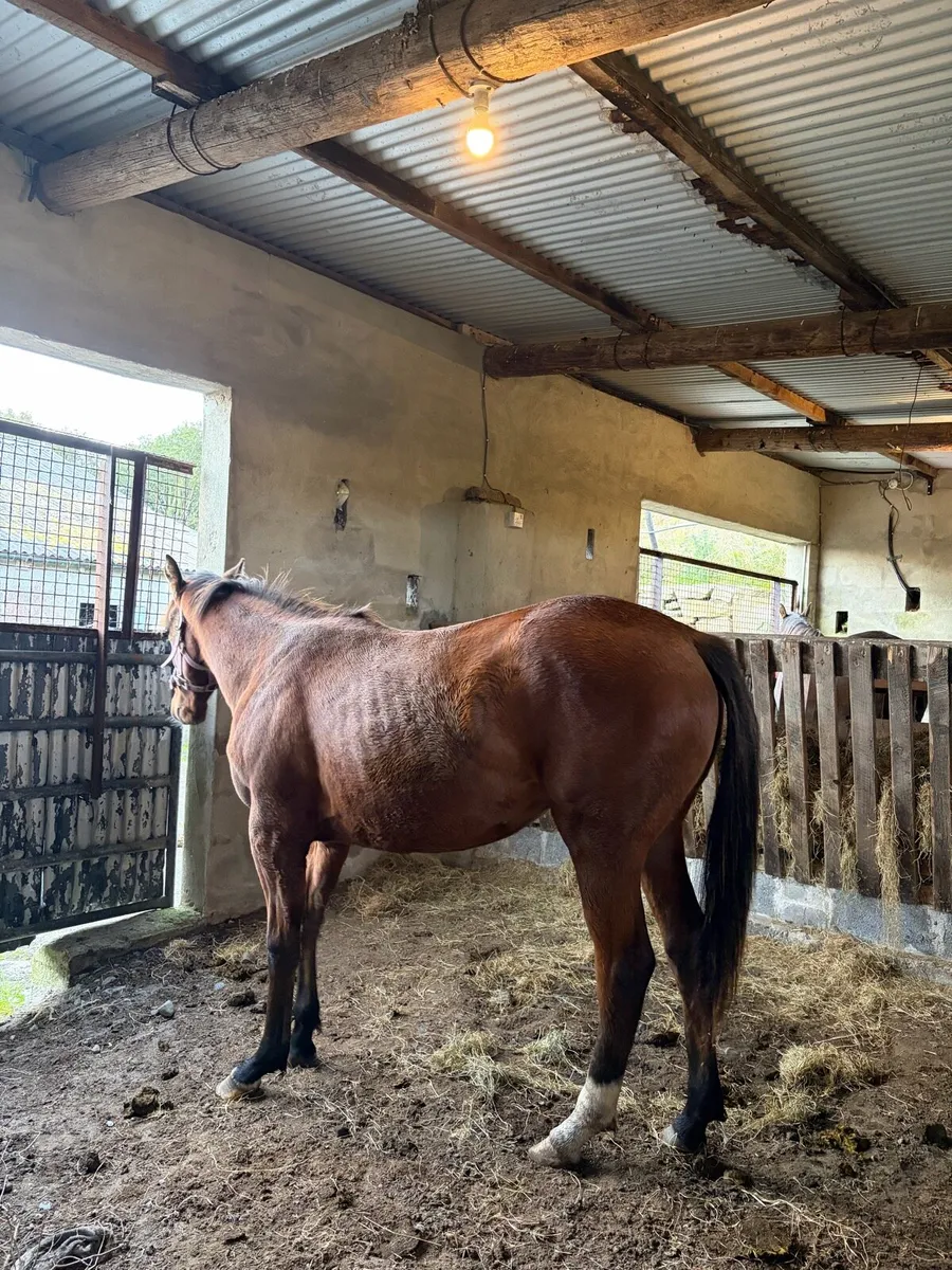Thoroughbred Yearling - Image 4