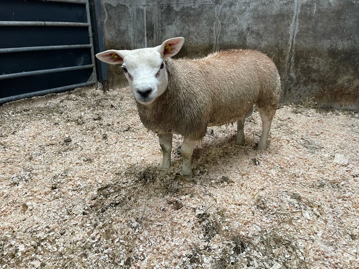 ⭐️SIS PEDIGREE REGISTERED TEXEL RAM LAMB ⭐️ - Image 3