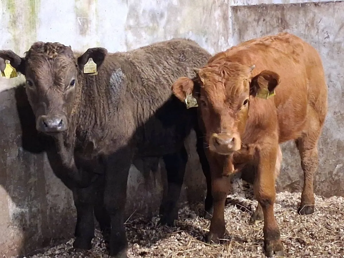 2 Limousin Weanling Bulls - Image 2