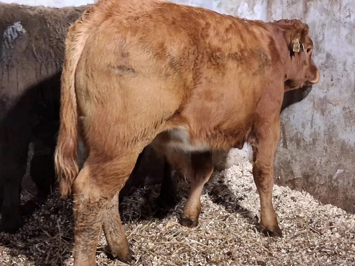 2 Limousin Weanling Bulls - Image 3