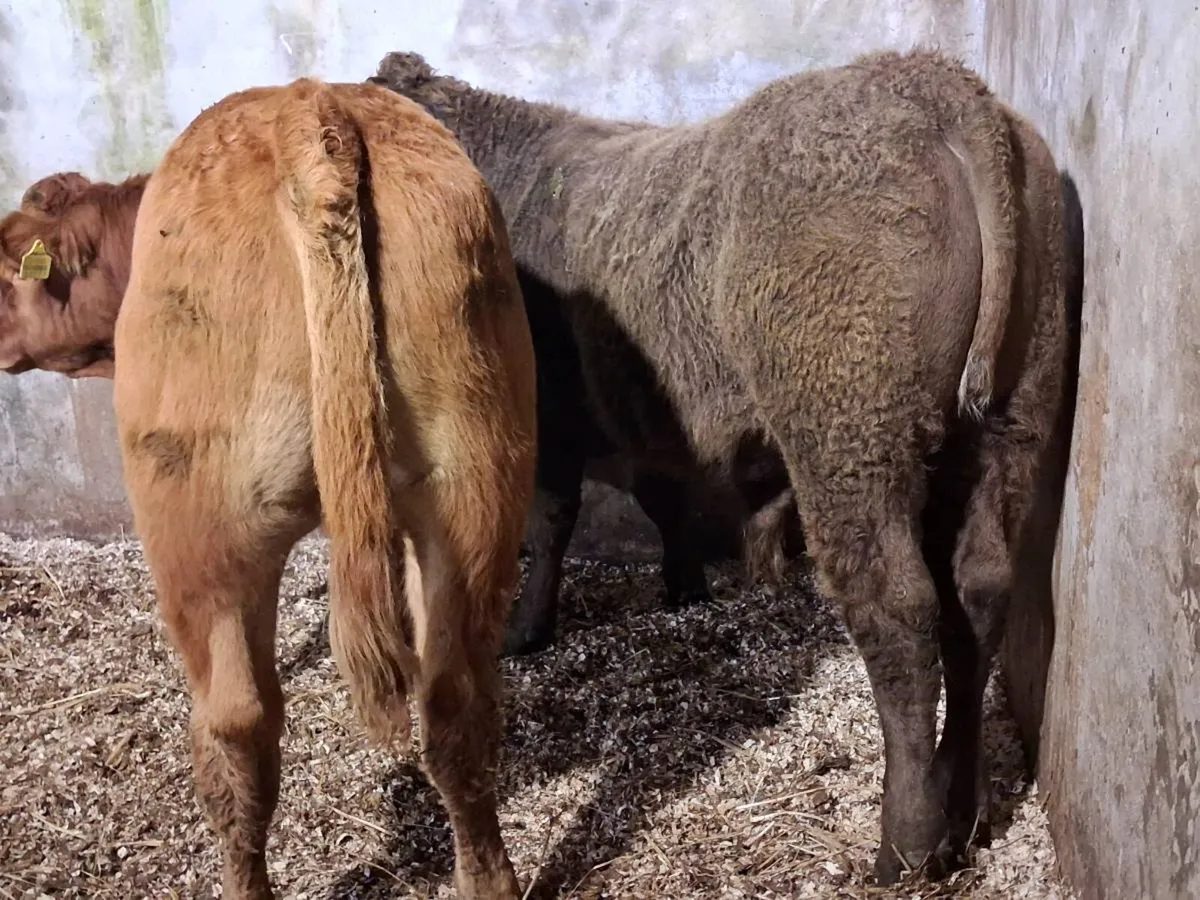 2 Limousin Weanling Bulls - Image 4