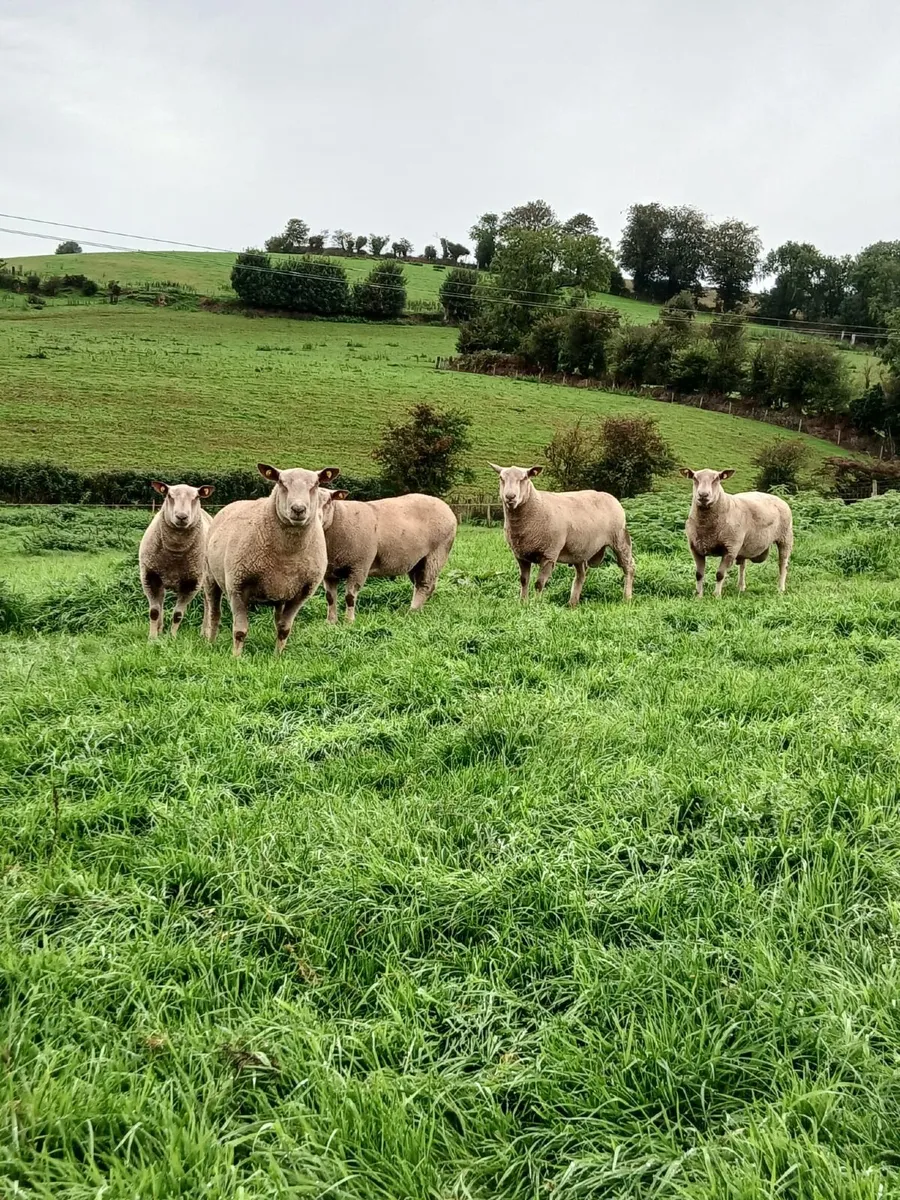 Charollais hogget rams - Image 3
