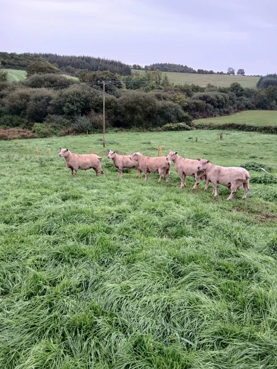 Charollais hogget rams - Image 4