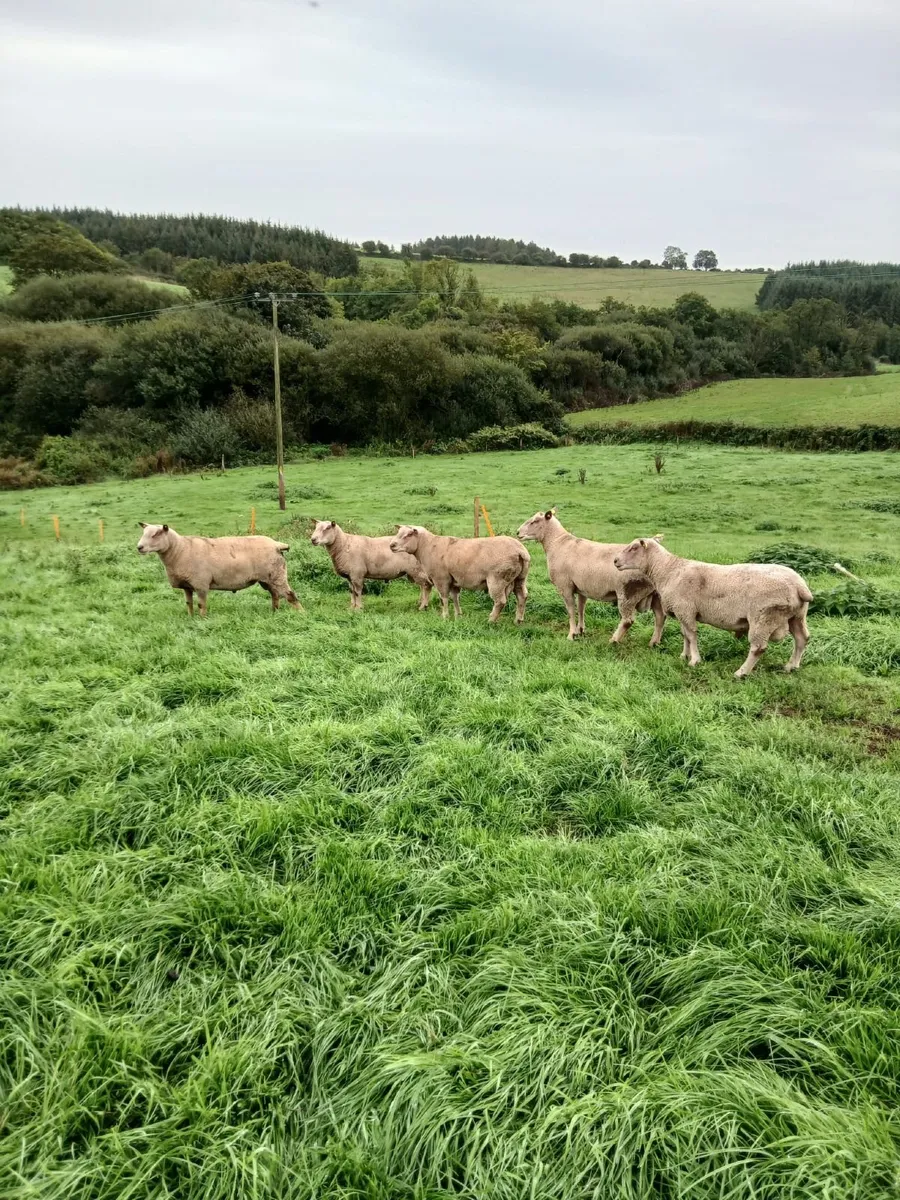 Charollais hogget rams - Image 1