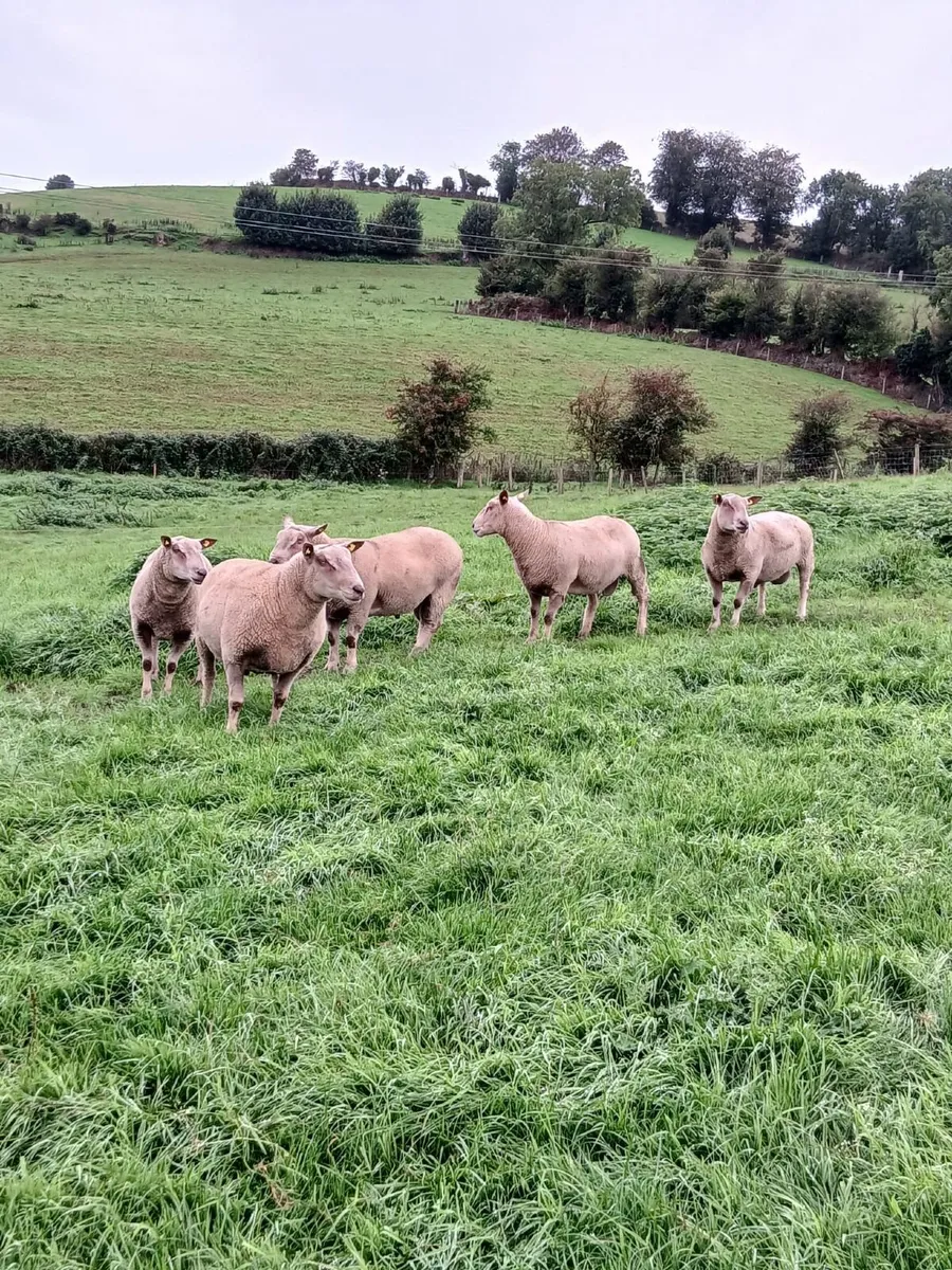 Charollais hogget rams - Image 2