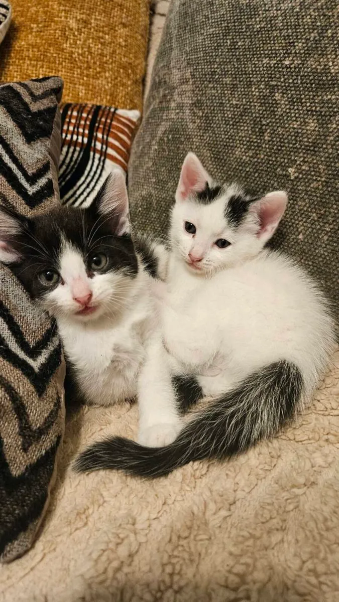 Kittens - Image 1