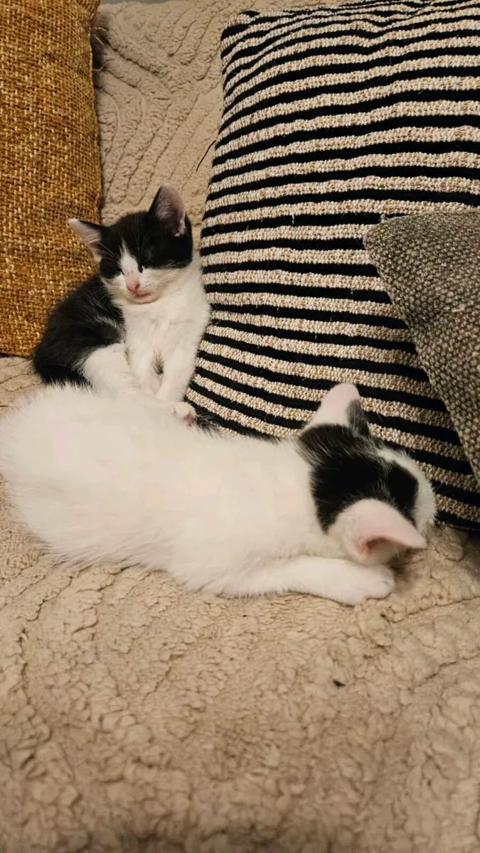 Kittens - Image 2