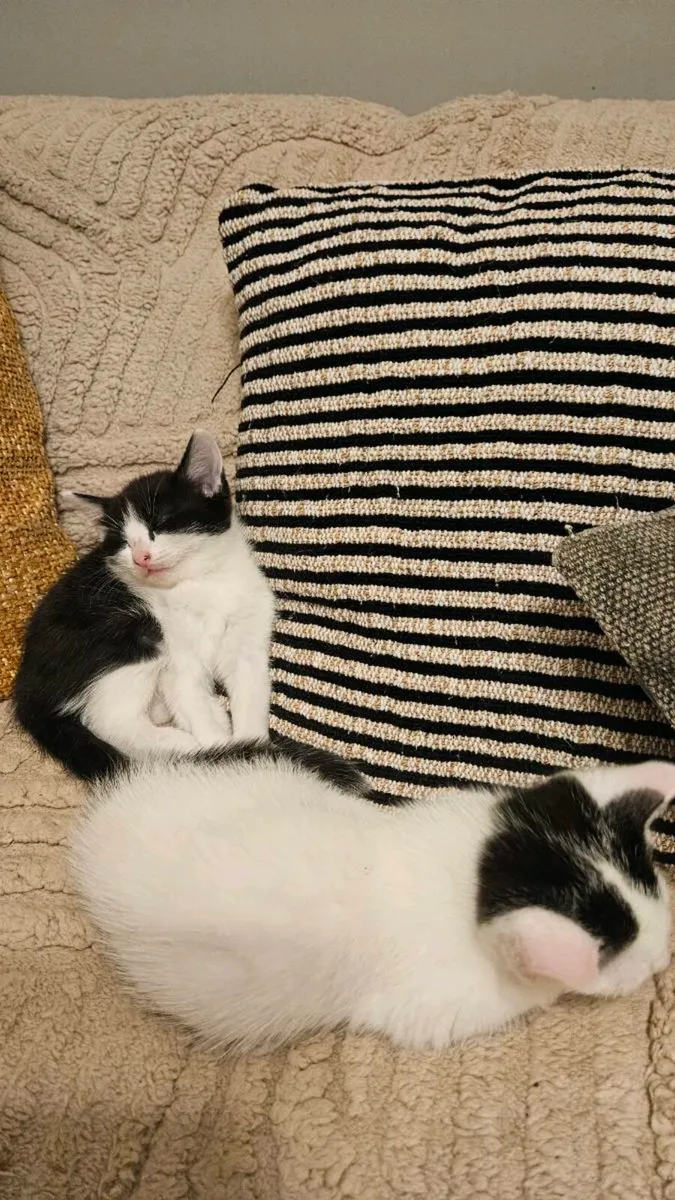 Kittens - Image 3