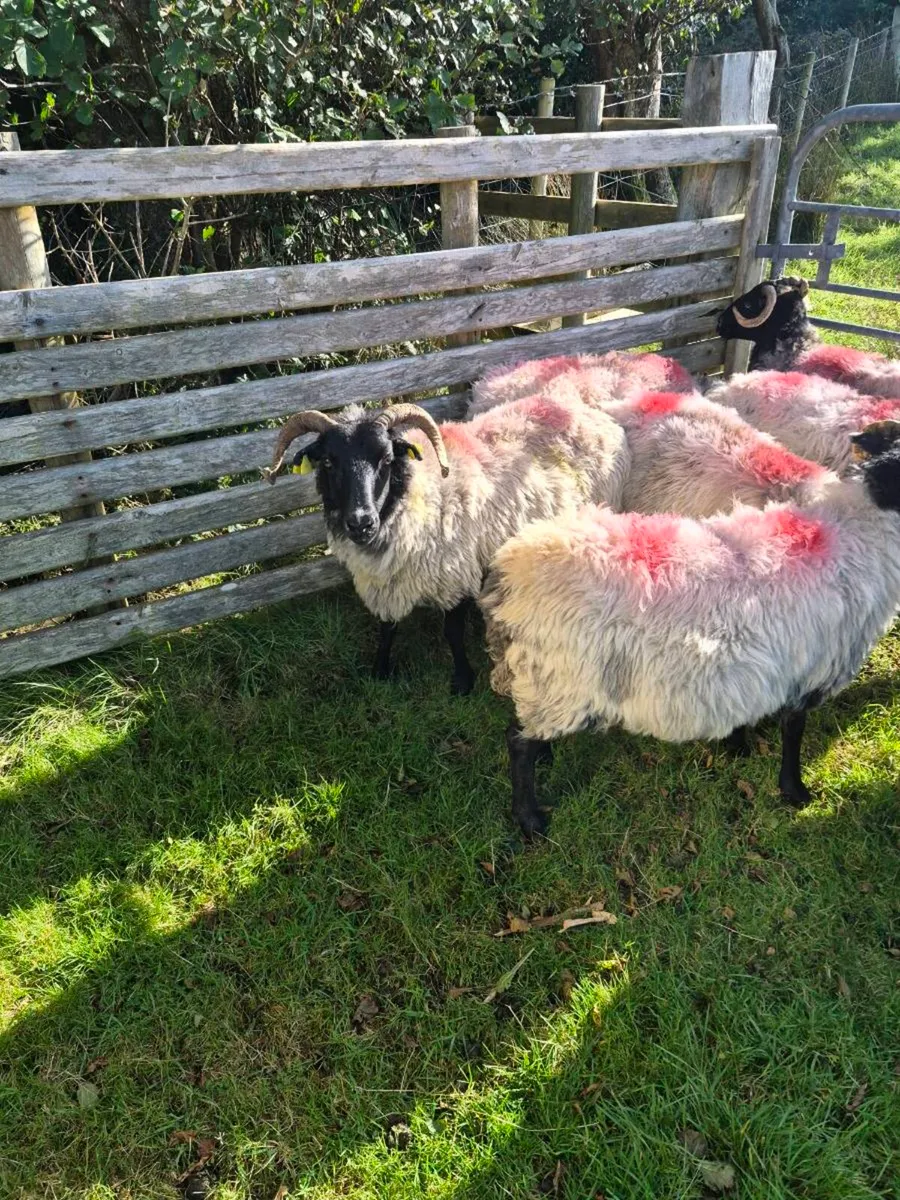 Aged Ewes - Image 3
