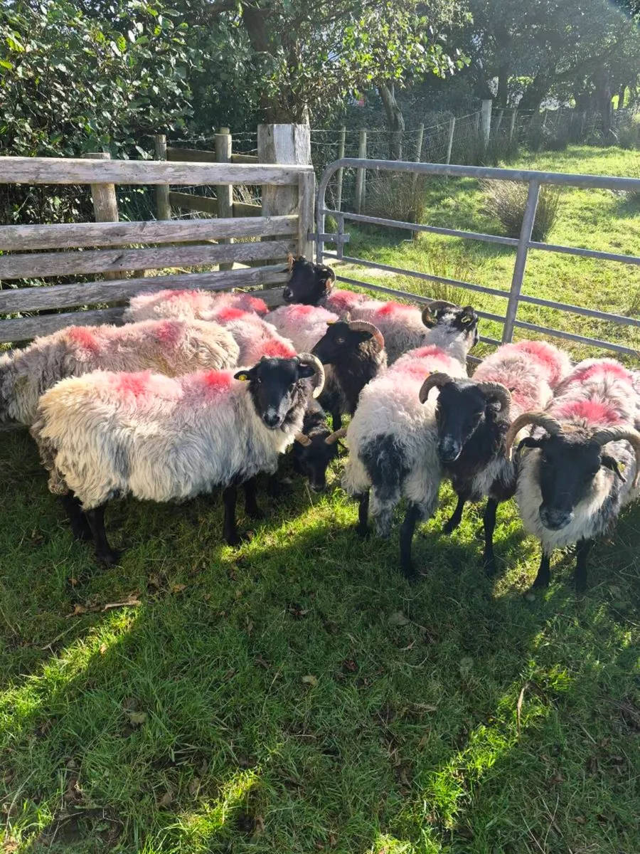 Aged Ewes - Image 1
