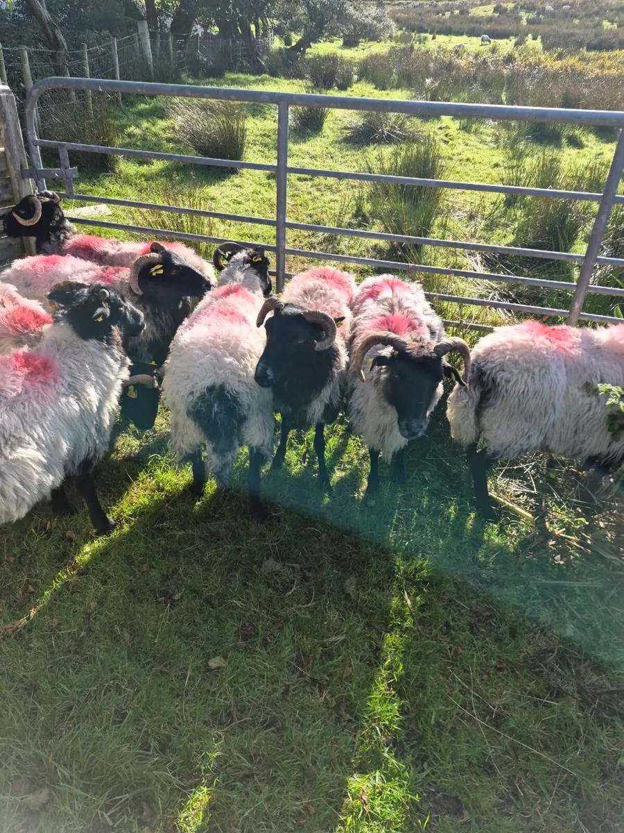 Aged Ewes - Image 2