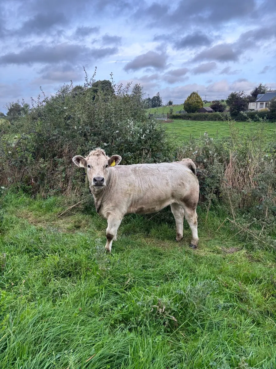 Weanling heifers - Image 3