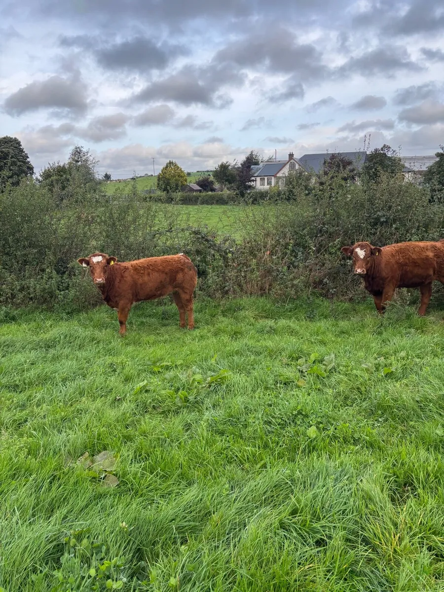 Weanling heifers - Image 4