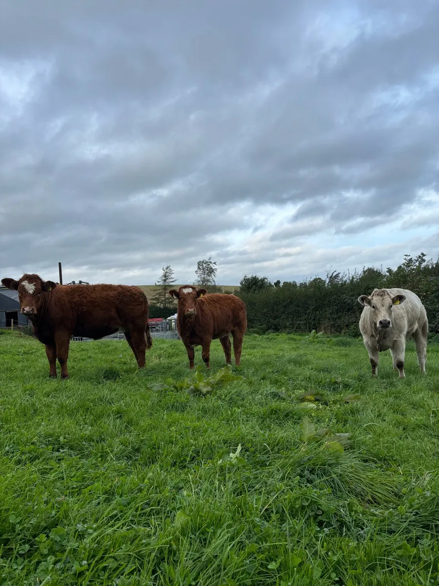 Weanling heifers - Image 1