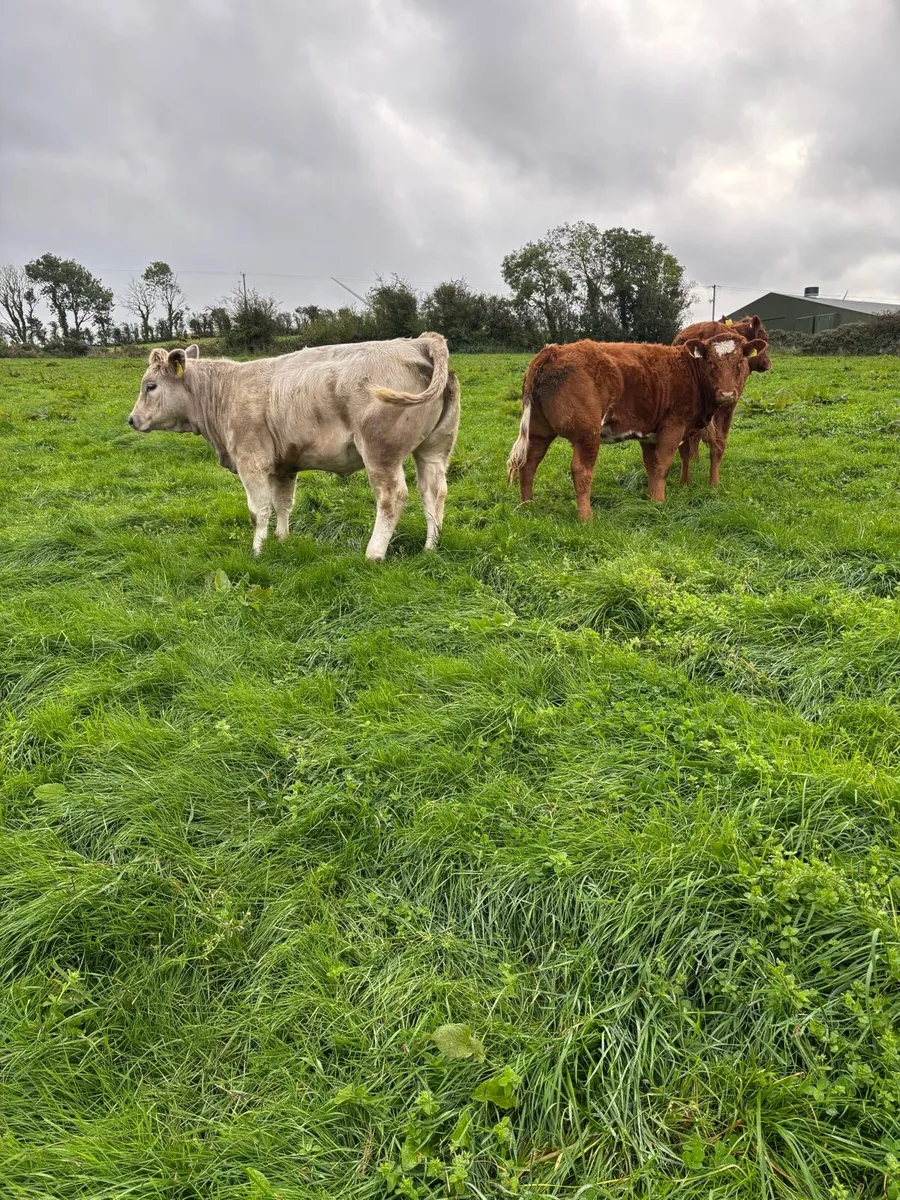 Weanling heifers - Image 2