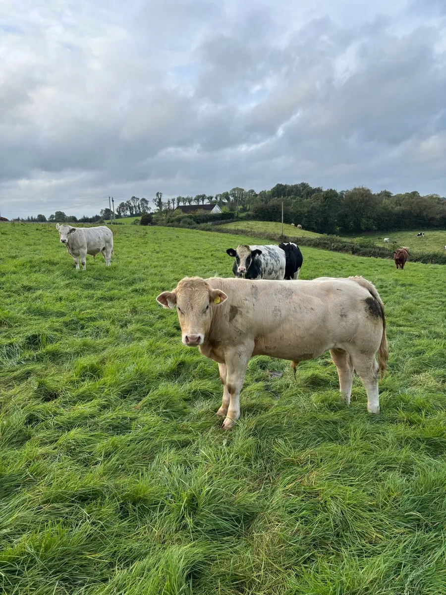 Weanling bulls - Image 1