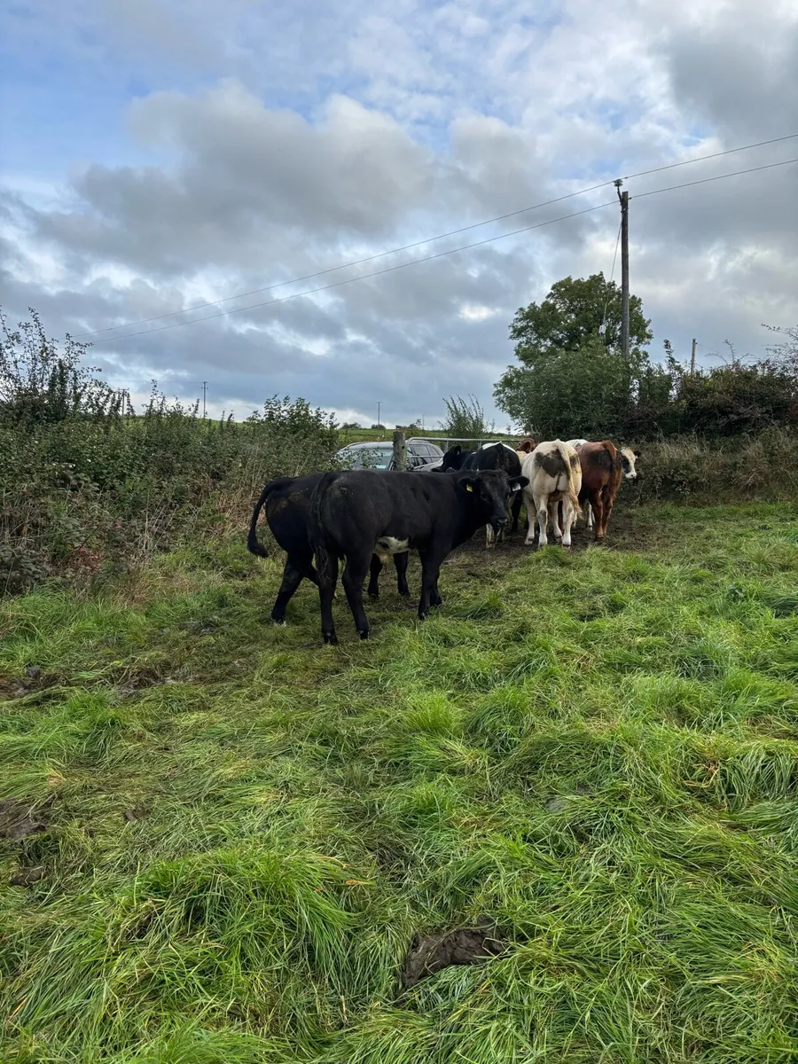 Weanling bulls - Image 4