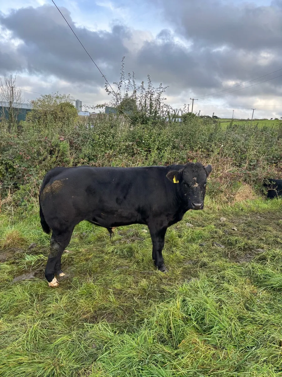 Weanling bulls - Image 2