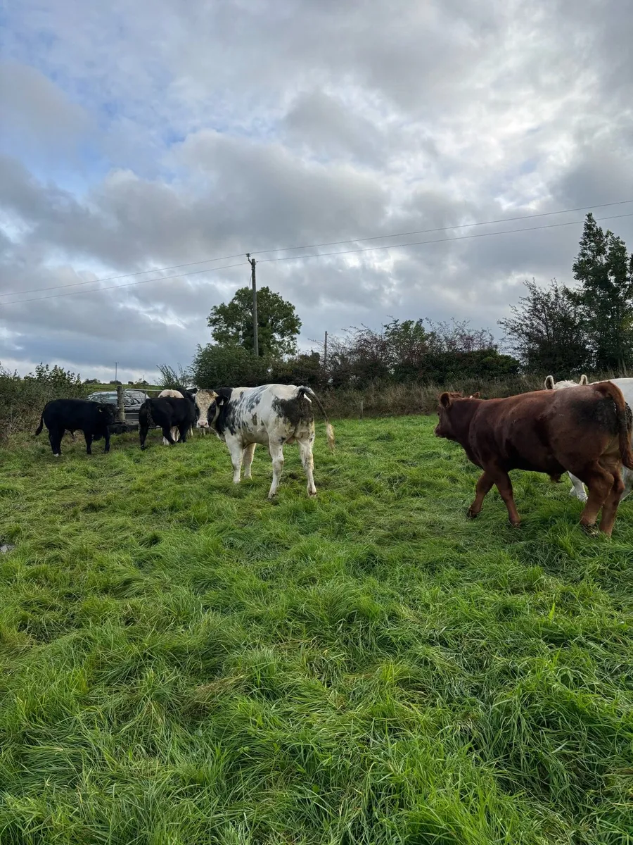 Weanling bulls - Image 3