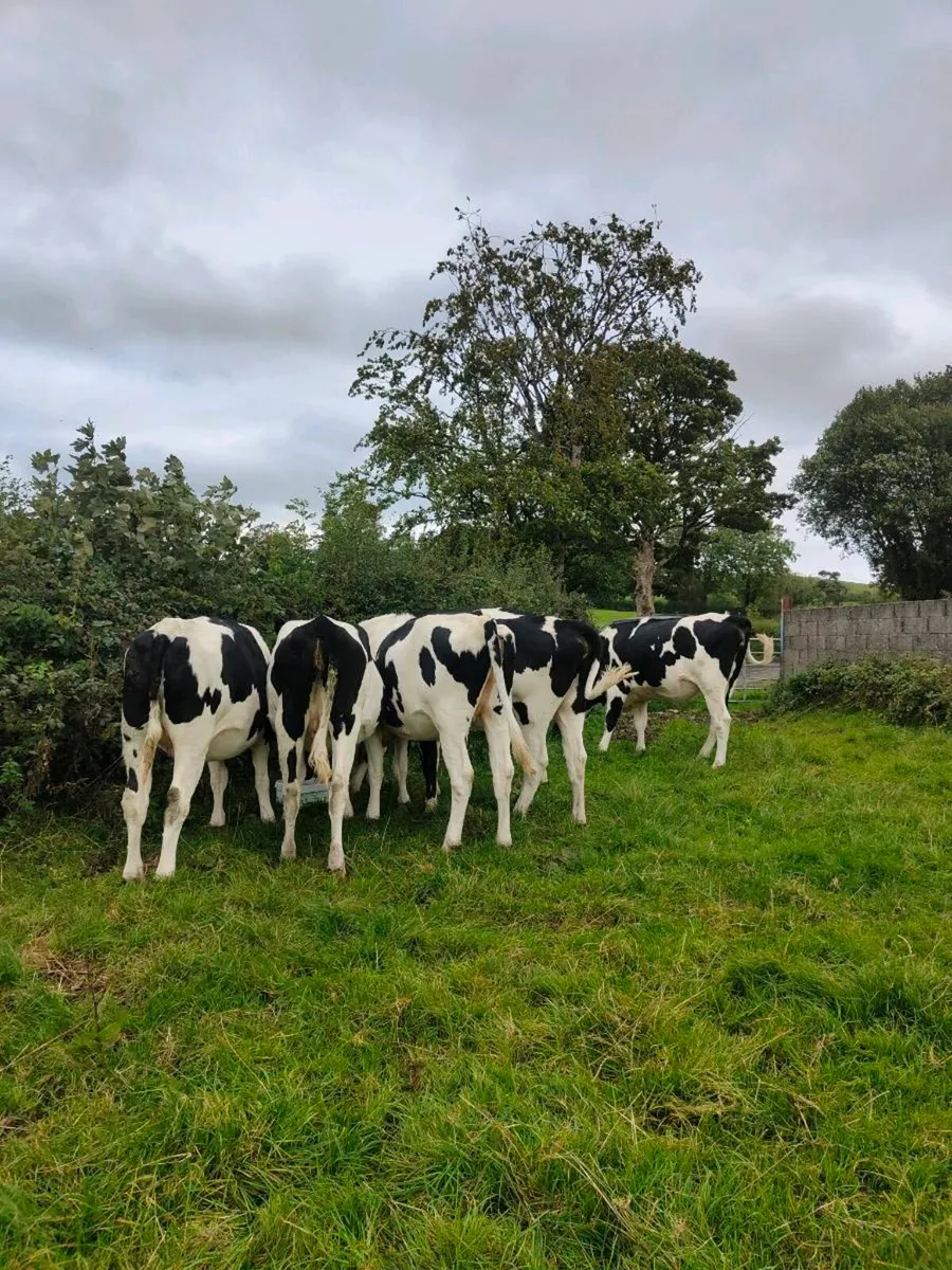 Incalf Heifers - Image 1