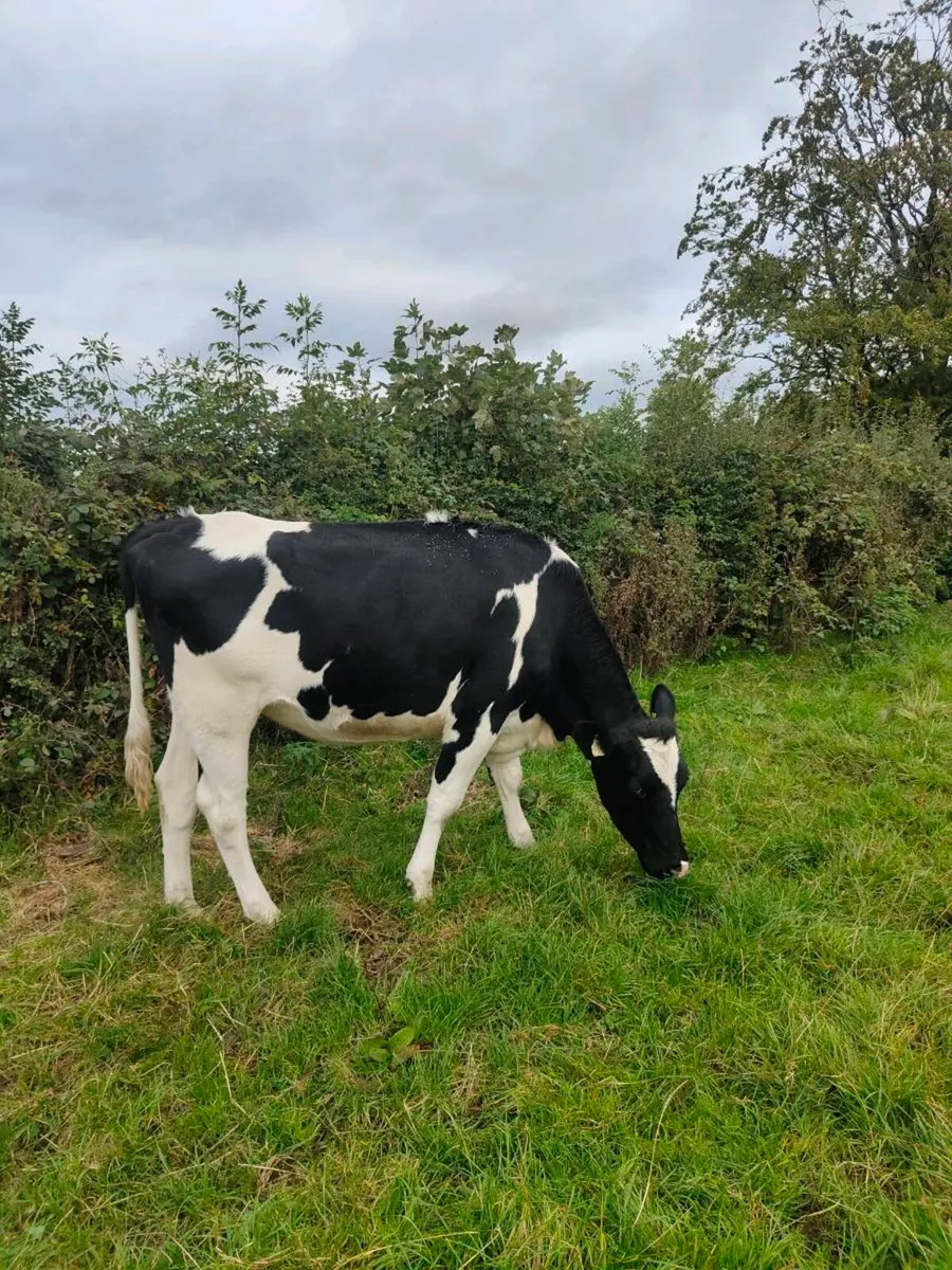 Incalf Heifers - Image 2