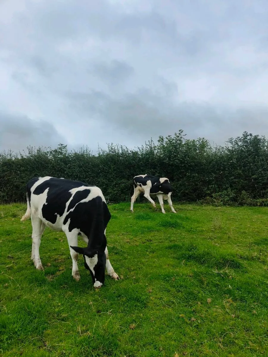 Incalf Heifers - Image 3
