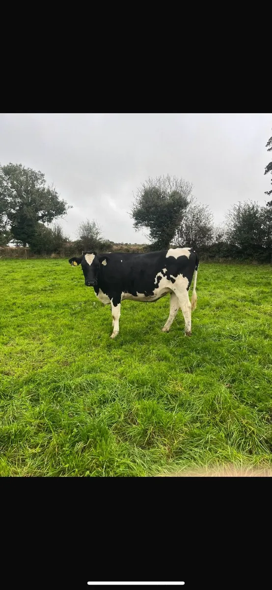Pedigree in calf heifers - Image 2
