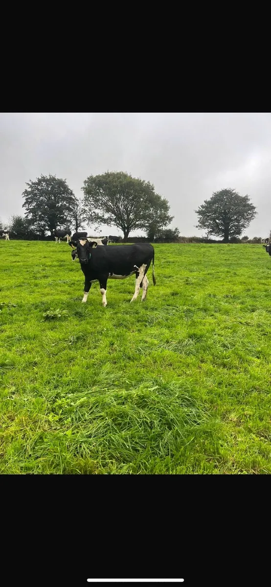 Pedigree in calf heifers - Image 3