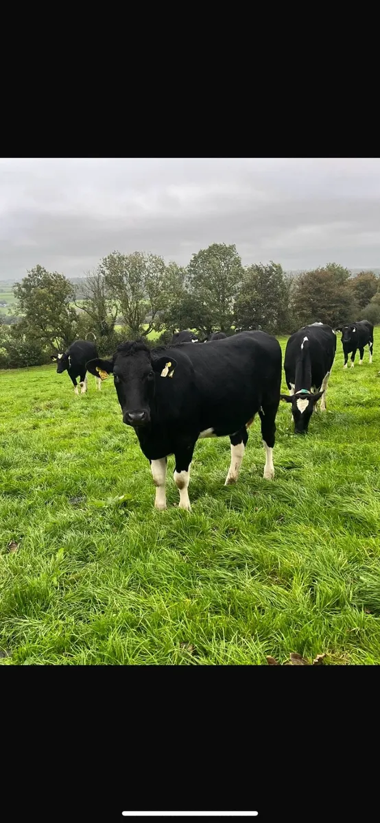 Pedigree in calf heifers - Image 1