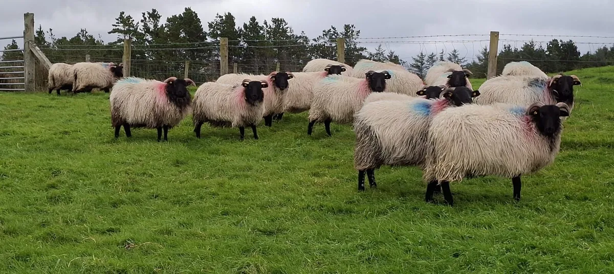 Mountain ewe lambs - Image 1