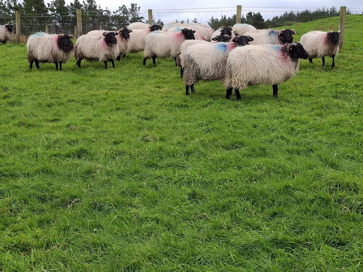 Mountain ewe lambs - Image 2