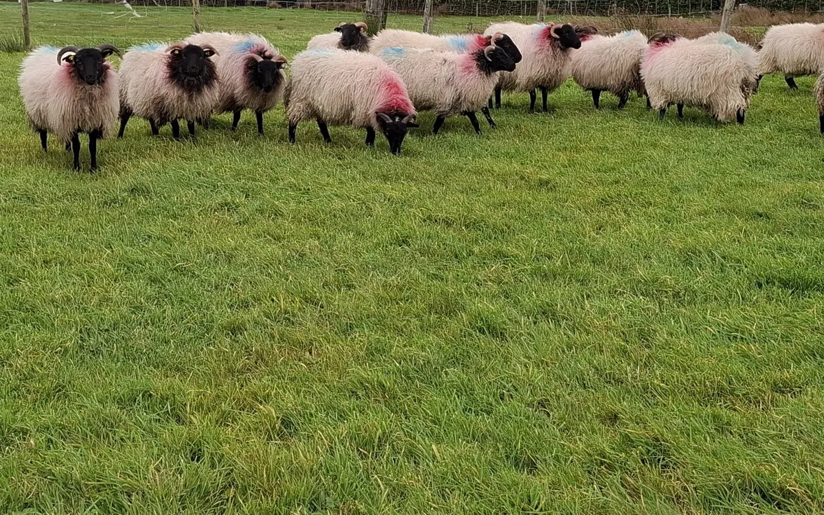 Mountain ewe lambs - Image 3
