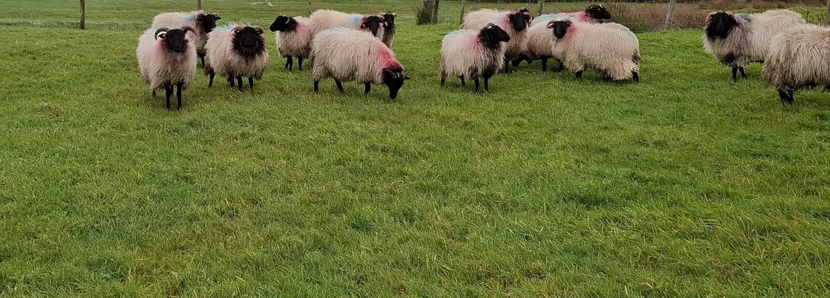 Mountain ewe lambs - Image 4
