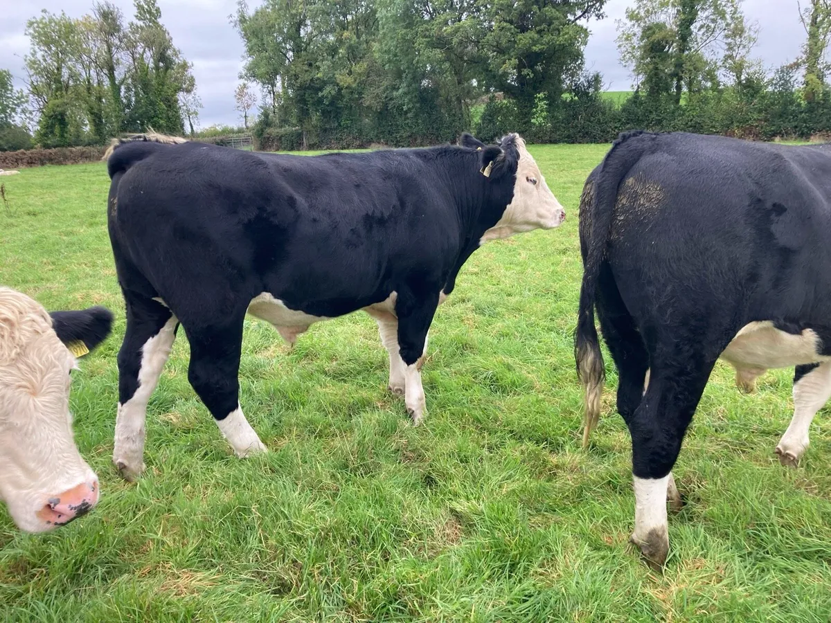 17 HEREFORD X BULLOCKS - Image 3