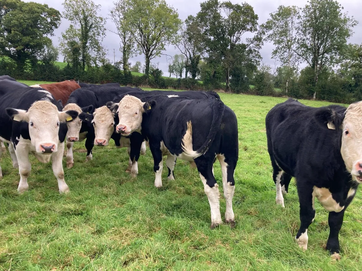 17 HEREFORD X BULLOCKS - Image 4