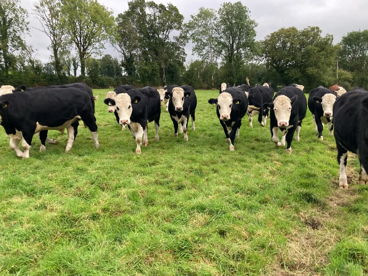17 HEREFORD X BULLOCKS - Image 1