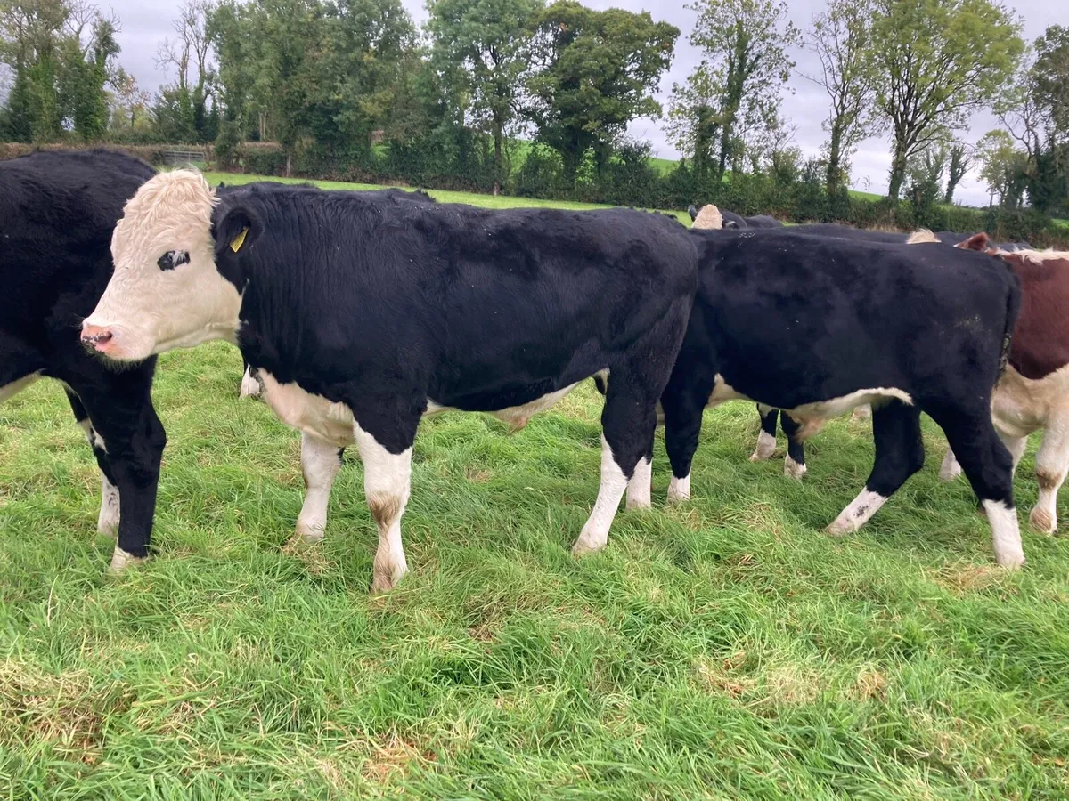17 HEREFORD X BULLOCKS - Image 2