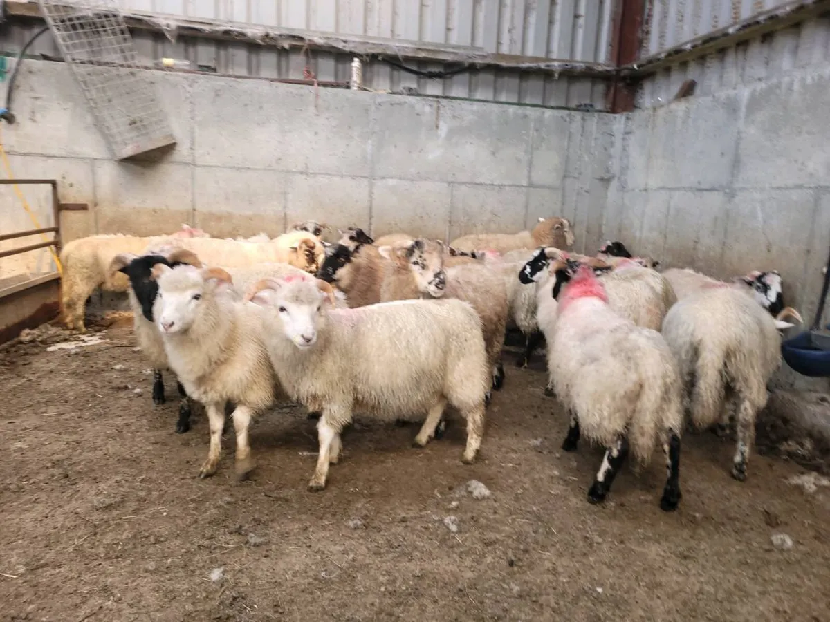 Organic mountain cross lambs - Image 3