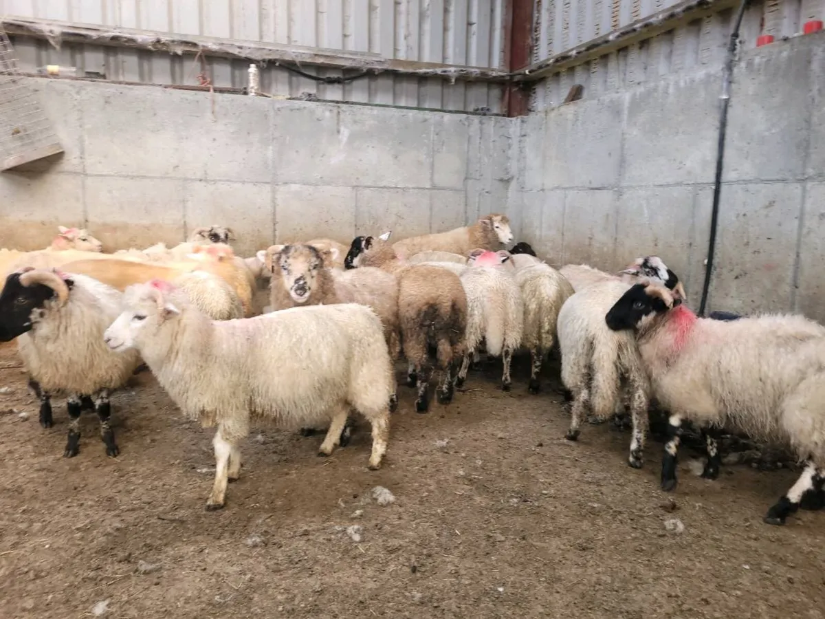 Organic mountain cross lambs - Image 2