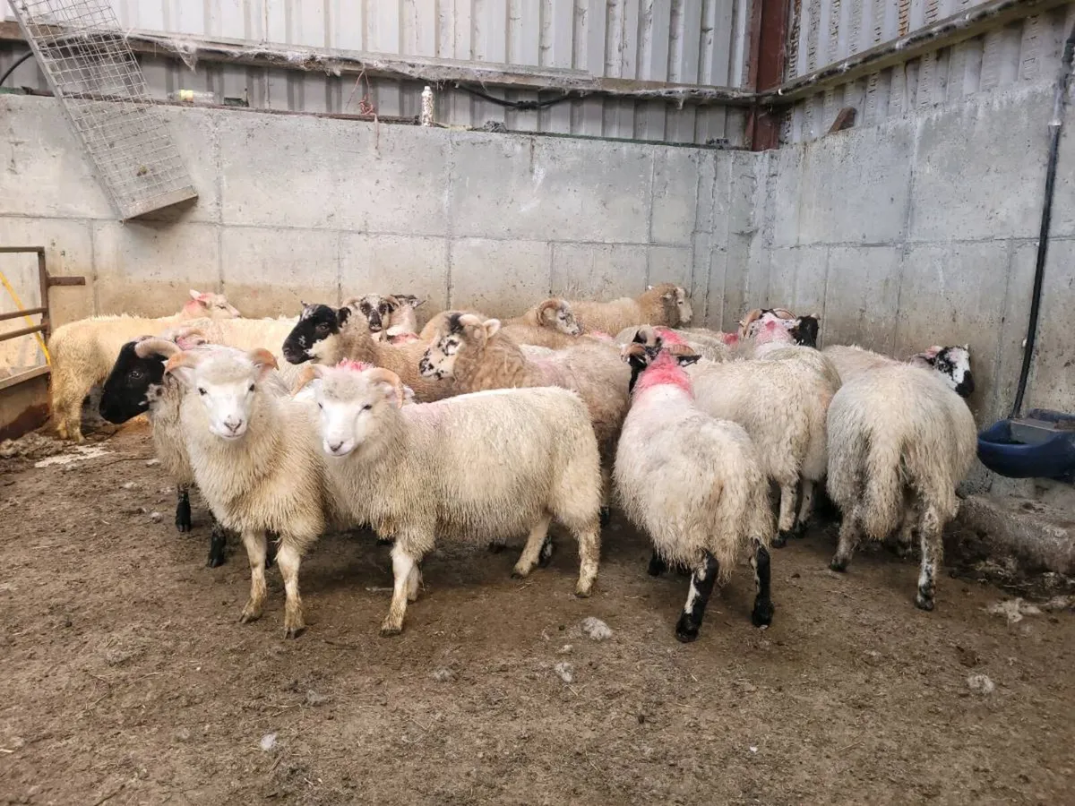 Organic mountain cross lambs - Image 4