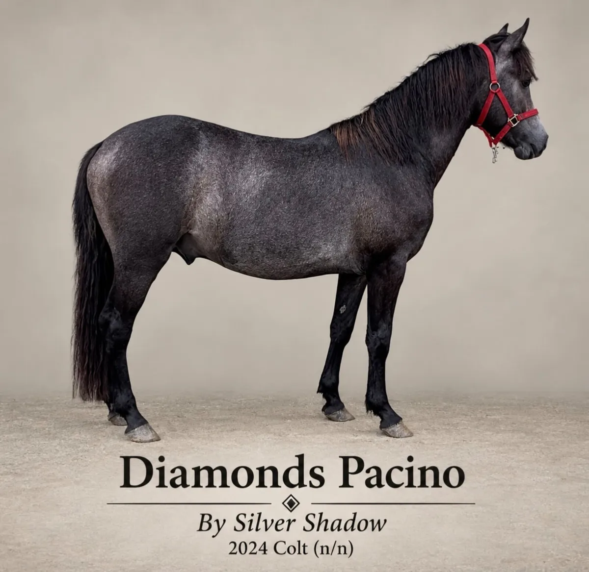 Silver Shadow (b2024) Colt - Image 1