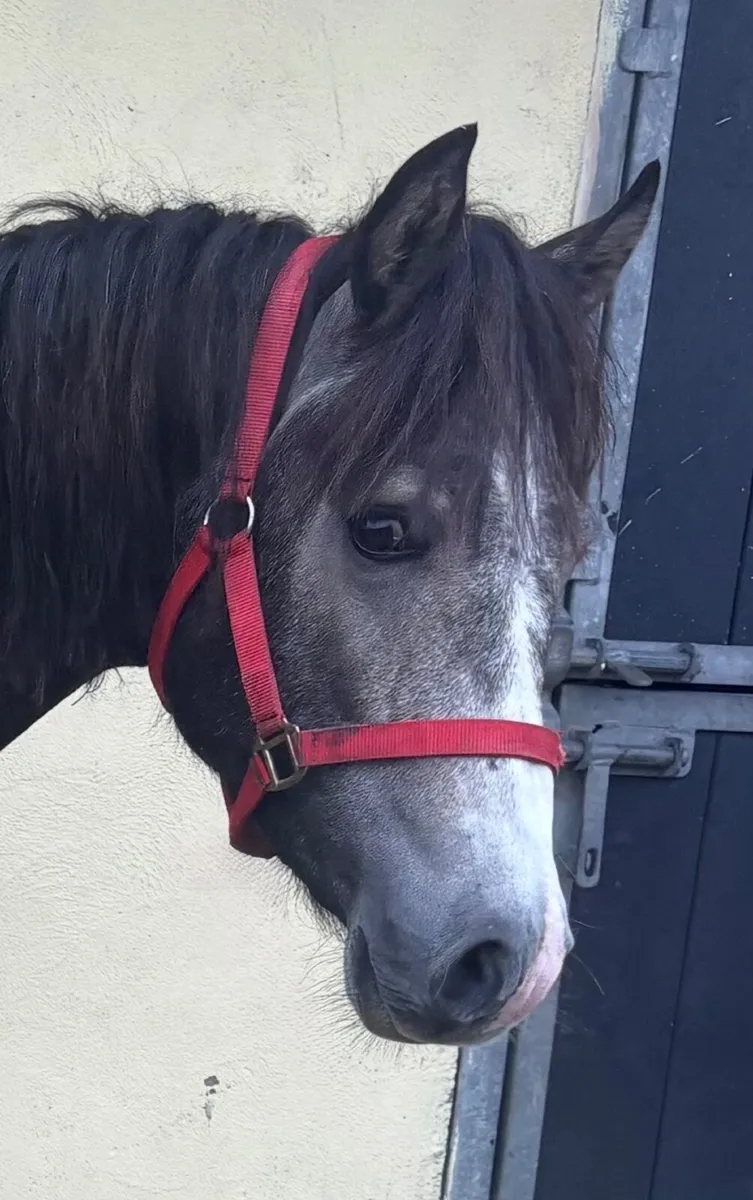 Silver Shadow (b2024) Colt - Image 3