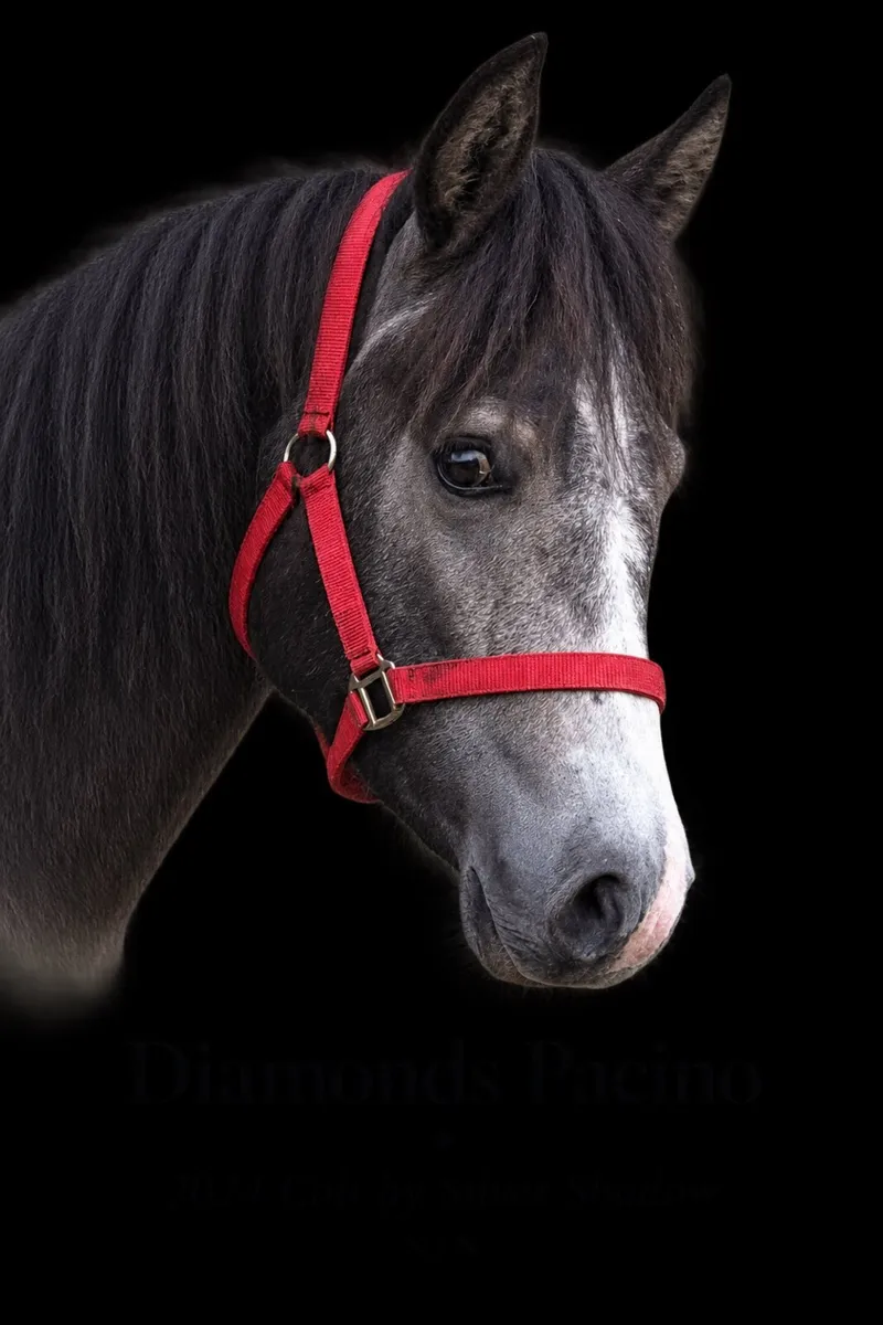 Silver Shadow (b2024) Colt - Image 4